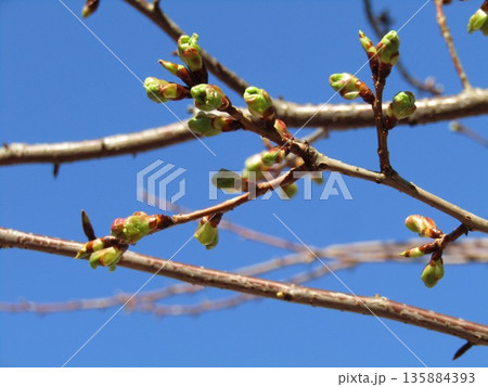 膨らんだ河津の桜楽しみだ 135884393