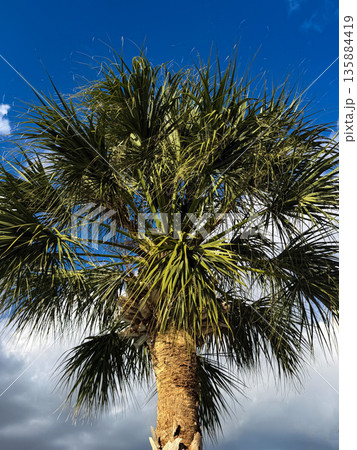 Sunlit Palm Tree Crown Against Blue Sky 135884419