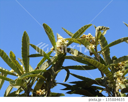 寒い冬開花するのは枇杷の花 寒い冬開花するのは枇杷の花 135884635