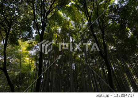 Dense bamboo forest grove in Arashiyama, Kyoto, Japan Dense bamboo forest grove in Arashiyama, Kyoto, Japan 135884717