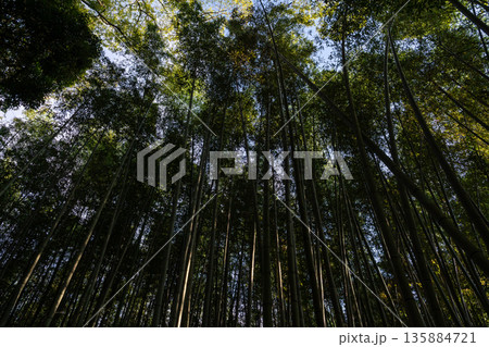 Dense bamboo forest grove in Arashiyama, Kyoto, Japan Dense bamboo forest grove in Arashiyama, Kyoto, Japan 135884721