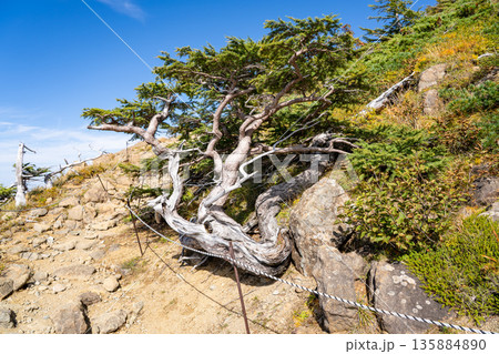 天狗ノ庭（白馬大池への登山道）　蓮華温泉～北アルプス白馬岳縦走登山 135884890