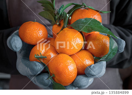 A grocery store clerk holds several fresh tangerines. Food retail, fruit market, fresh citrus, organic food, healthy food, grocery shopping, everyday retail work, healthy eating concept A grocery store clerk holds several fresh tangerines. Food retail, fruit market, fresh citrus, organic food, healthy food, grocery shopping, everyday retail work, healthy eating concept 135884899