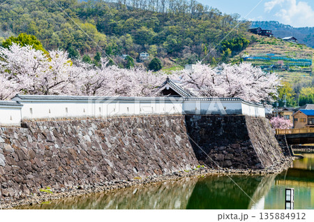 山梨 桜満開の舞鶴城公園 135884912