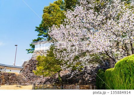 山梨 桜満開の舞鶴城公園 135884914