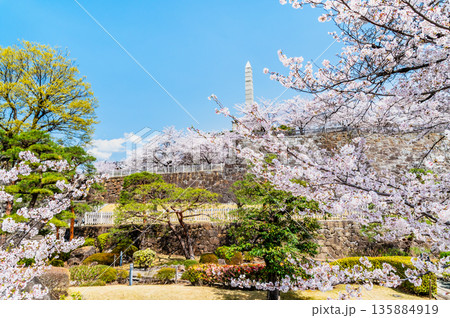 山梨 桜満開の舞鶴城公園 山梨 桜満開の舞鶴城公園 135884919
