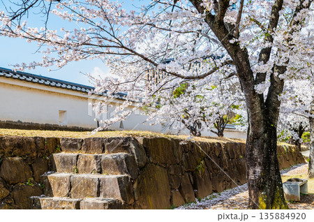 山梨 桜満開の舞鶴城公園 山梨 桜満開の舞鶴城公園 135884920