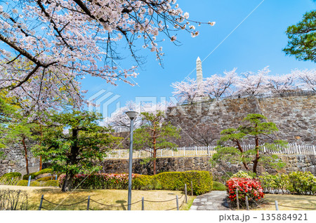 山梨 桜満開の舞鶴城公園 135884921