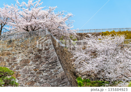 山梨 桜満開の舞鶴城公園 135884923