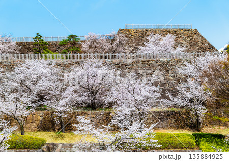 山梨 桜満開の舞鶴城公園 135884925