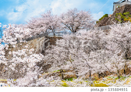 山梨 桜満開の舞鶴城公園 山梨 桜満開の舞鶴城公園 135884931