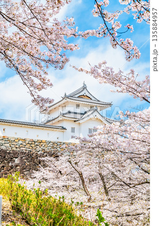 山梨 桜満開の舞鶴城公園　稲荷櫓 135884957