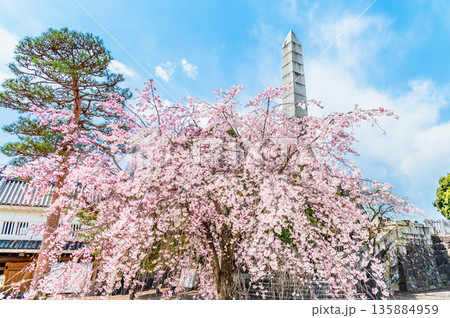 山梨 桜満開の舞鶴城公園 山梨 桜満開の舞鶴城公園 135884959