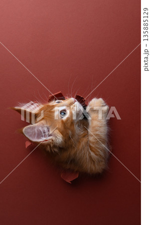 ginger kitten peeking through hole in torn red paper background 135885129