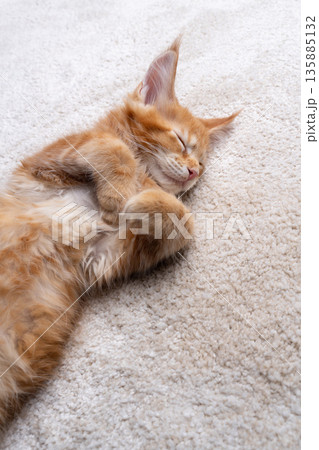 ginger maine coon kitten sleeping on carpet 135885132