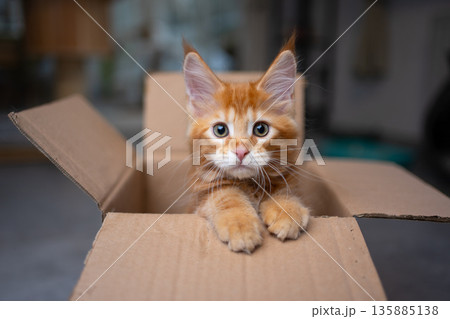 curious ginger maine coon kitten inside of cardboard box 135885138