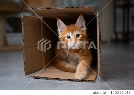 curious ginger maine coon kitten inside of cardboard box curious ginger maine coon kitten inside of cardboard box 135885148