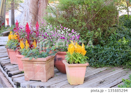 テラス　秋の花々 135885294
