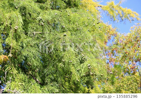 ラクウショウの実 135885296