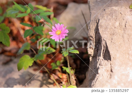 可愛い　シュウメイギクの花 135885297