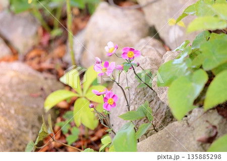 可愛い シュウメイギクの花 可愛い シュウメイギクの花 135885298