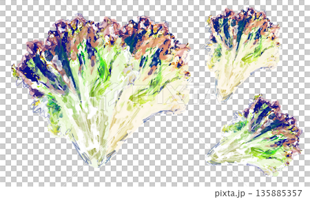 Set of rough watercolor sketches of sunny lettuce 135885357