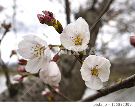 待ちわびた春の鼓動、ほころび始めたソメイヨシノの蕾と開花 135885399