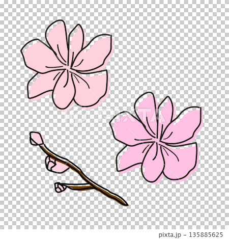 櫻花例證 135885625