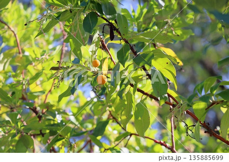 可愛い　ヒメイチゴノキの実 135885699