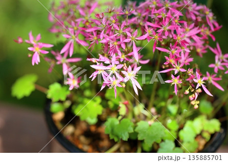 可愛い　ダイモンジソウの花 135885701