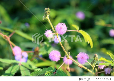 爽やか オジギソウの花 爽やか オジギソウの花 135885704