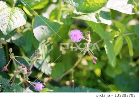 爽やか オジギソウの花 爽やか オジギソウの花 135885705