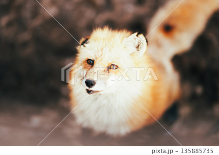 蔵王キツネ村のきつね 蔵王キツネ村のきつね 135885735