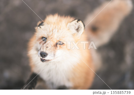 蔵王キツネ村のきつね 135885739