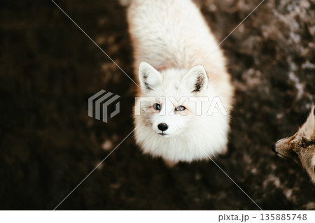 蔵王キツネ村のきつね 蔵王キツネ村のきつね 135885748