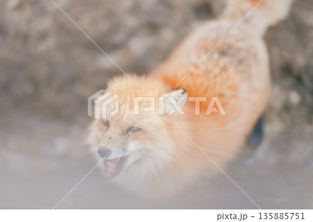 蔵王キツネ村のきつね 135885751