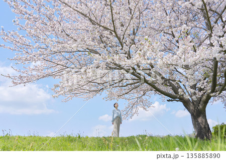 満開の桜を見る女性 満開の桜を見る女性 135885890