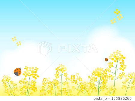 菜の花畑と青い空 135886266
