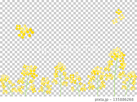 Rape blossom frame Rape blossom frame 135886268