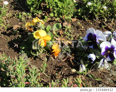 散歩行きビオラの花に迎えられ 散歩行きビオラの花に迎えられ 135886412
