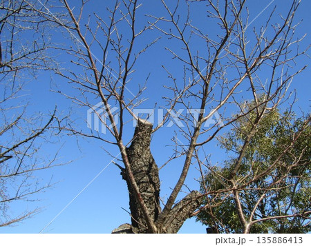 まだ固い桜の蕾青空に まだ固い桜の蕾青空に 135886413