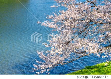 東京・皇居 桜田濠の桜 東京・皇居 桜田濠の桜 135886617