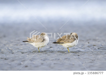 眠る2羽のコオバシギ 眠る2羽のコオバシギ 135886777