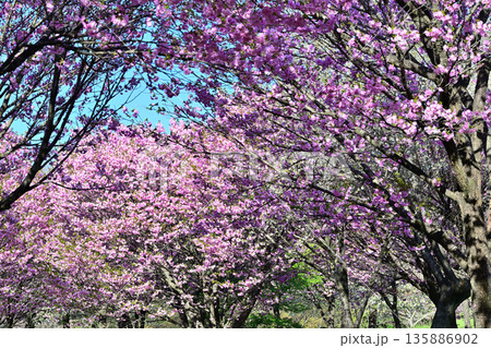 満開の赤城南面の桜　八重桜咲　 135886902