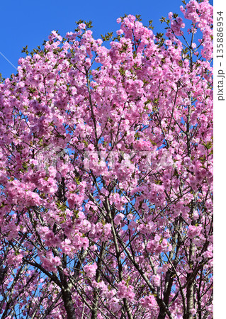 青空の中満開の赤城南面の桜 八重桜咲 青空の中満開の赤城南面の桜 八重桜咲 135886954
