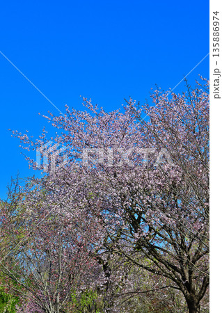 青空の中 満開の赤城南面の桜 青空の中 満開の赤城南面の桜 135886974