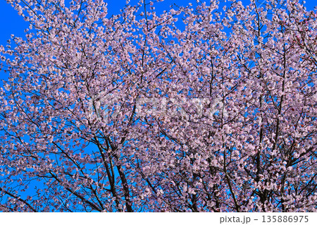 青空の中　満開の赤城南面の桜　　 135886975