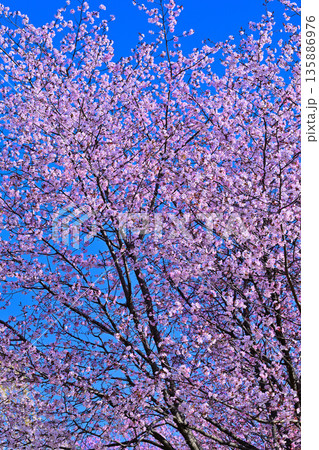 青空の中 満開の赤城南面の桜 青空の中 満開の赤城南面の桜 135886976