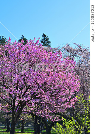 満開の赤城南面の桜　八重桜咲　 135887012
