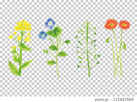 色彩繽紛的花卉水彩插畫 春天 135887088